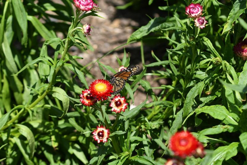 The Lepidoptera Trail That Buzzes With Life