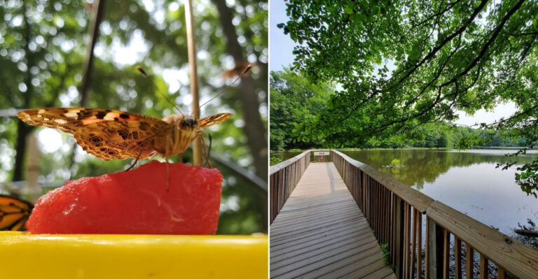 The Little-Known Nature Center In New Jersey Where Butterflies May Land Right In Your Hands