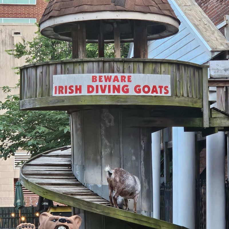 The Live Goats That Made This Place Famous The Live Goats That Made This Place Famous