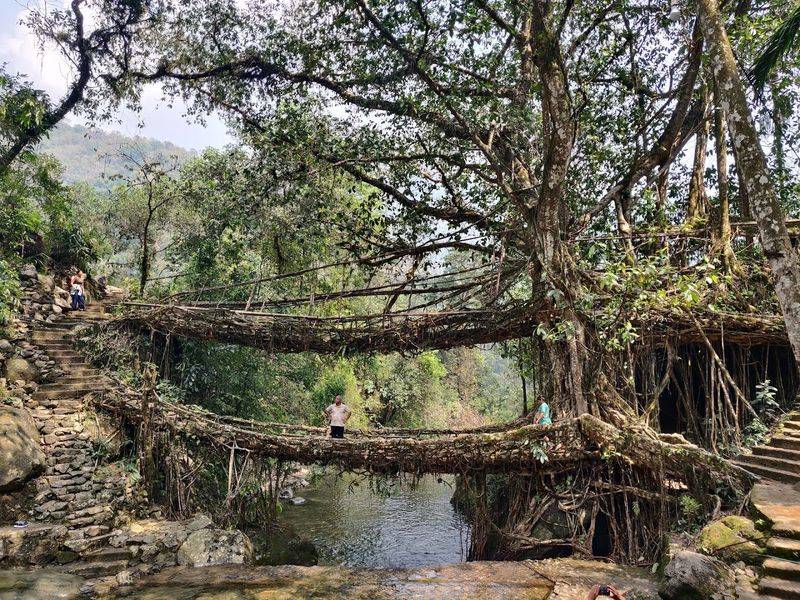 The Living Root Bridges - Meghalaya, India The Living Root Bridges - Meghalaya, India