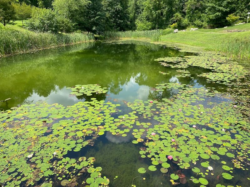 The Lotus Pond Miracle: How Toxic Water Became a Garden Centerpiece The Lotus Pond Miracle: How Toxic Water Became a Garden Centerpiece