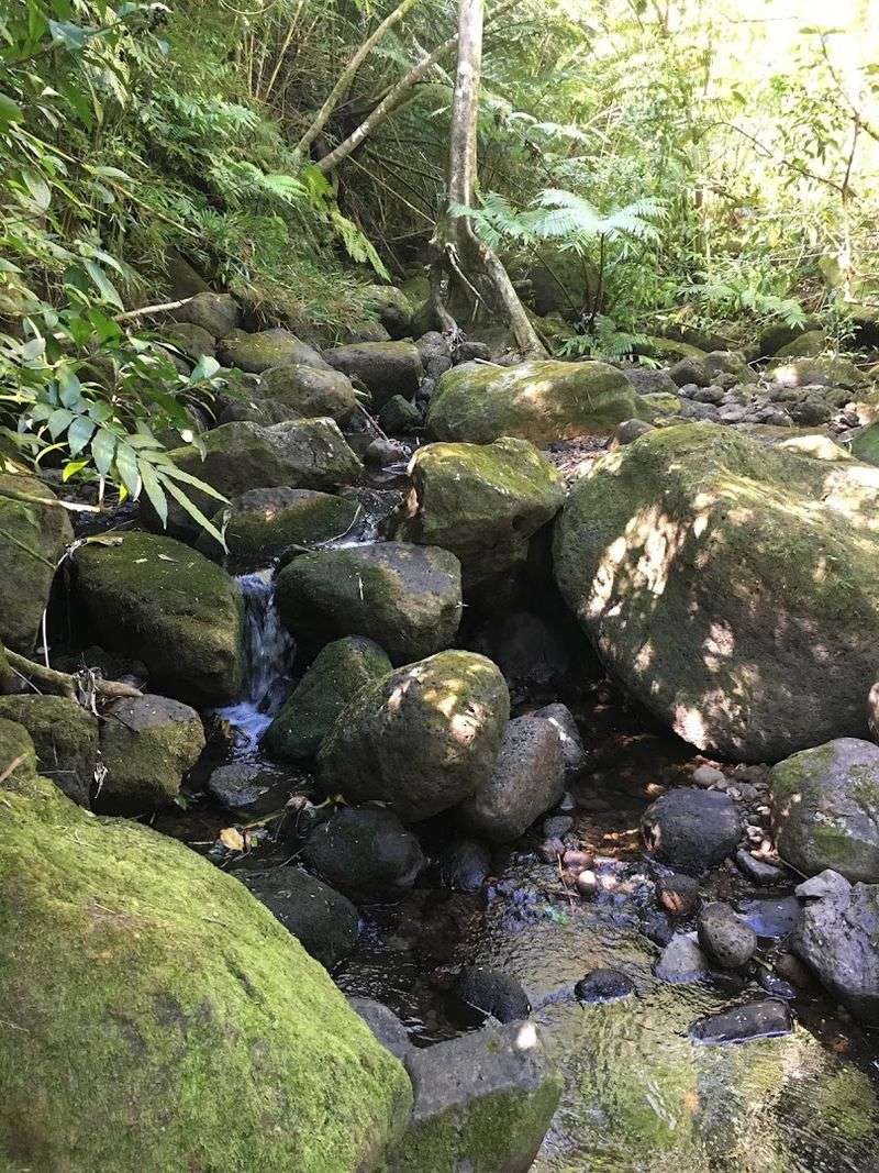 The Mānoa Stream That Walks With You