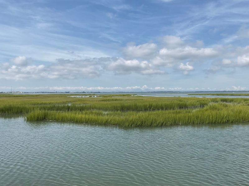 The Marshes and Back Bays: A World Few People Get to See Up Close The Marshes and Back Bays: A World Few People Get to See Up Close