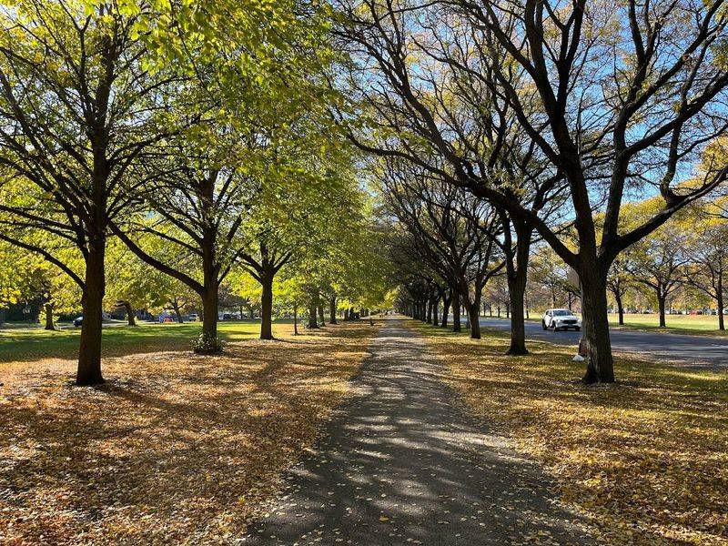 The Midway Plaisance The Midway Plaisance