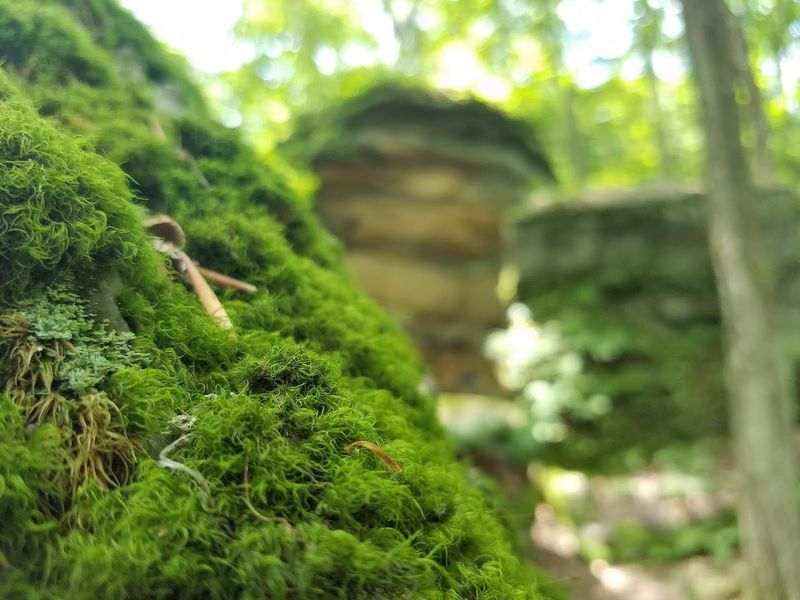 The Moss, the Light, and the Photography Opportunities The Moss, the Light, and the Photography Opportunities