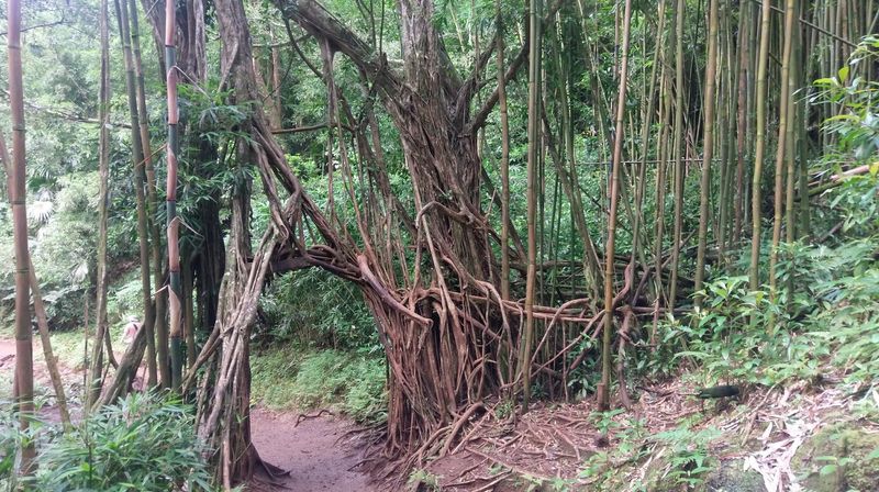 The Movie Magic Behind the Trees