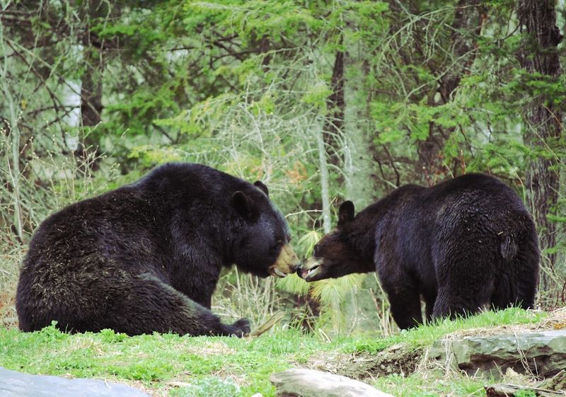 The North American Bear Center