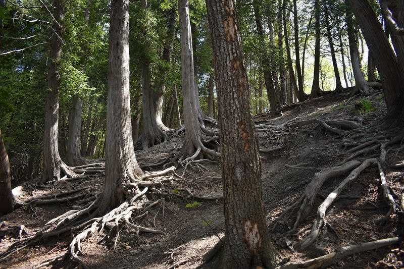 The Old-Growth Forest Section That Most People Skip The Old-Growth Forest Section That Most People Skip