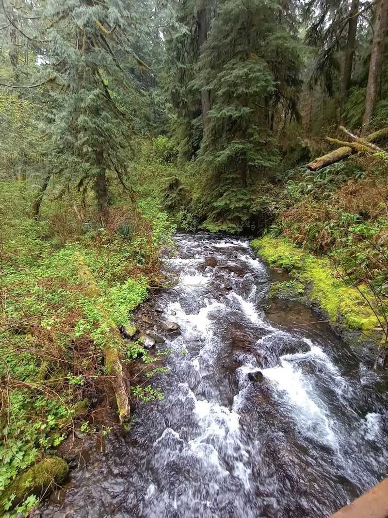 The Old-Growth Forest and Why It Feels So Alive The Old-Growth Forest and Why It Feels So Alive