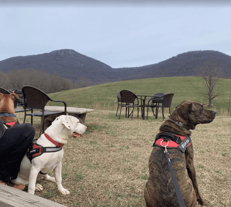 The On-Site Dog Park The On-Site Dog Park
