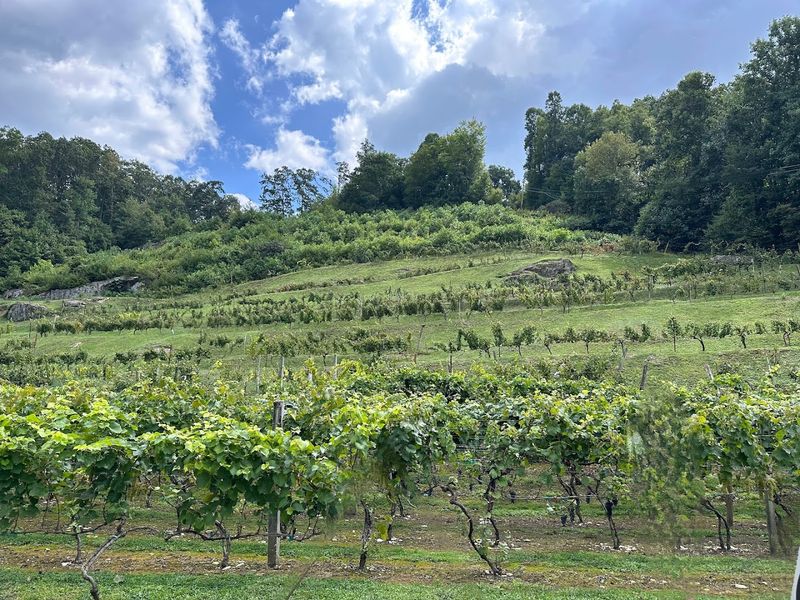The Origin Story Behind the Vines