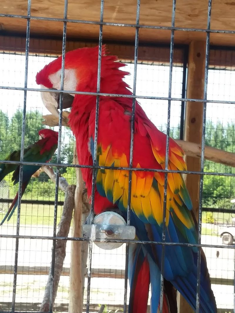 The Parakeet and Bird Encounters The Parakeet and Bird Encounters