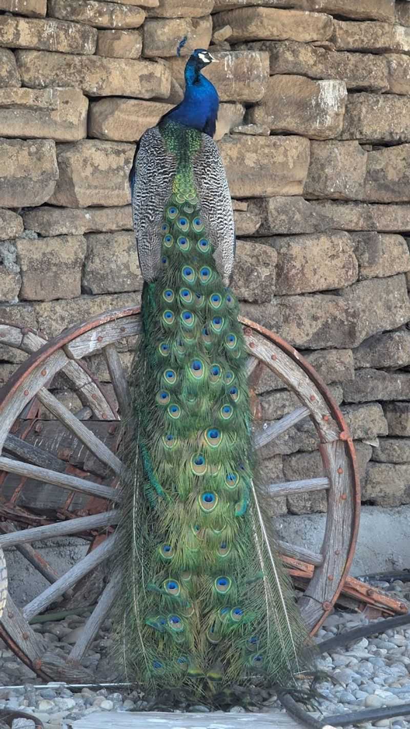 The Peacocks, Emus, and the Surprisingly Practical Reason They Are There The Peacocks, Emus, and the Surprisingly Practical Reason They Are There
