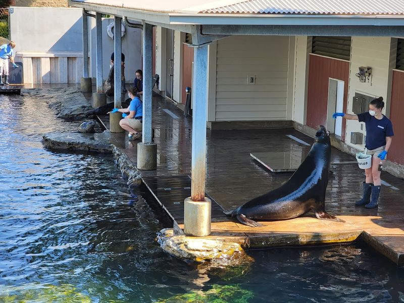 The Penguin Exhibit and Sea Lion Shows The Penguin Exhibit and Sea Lion Shows