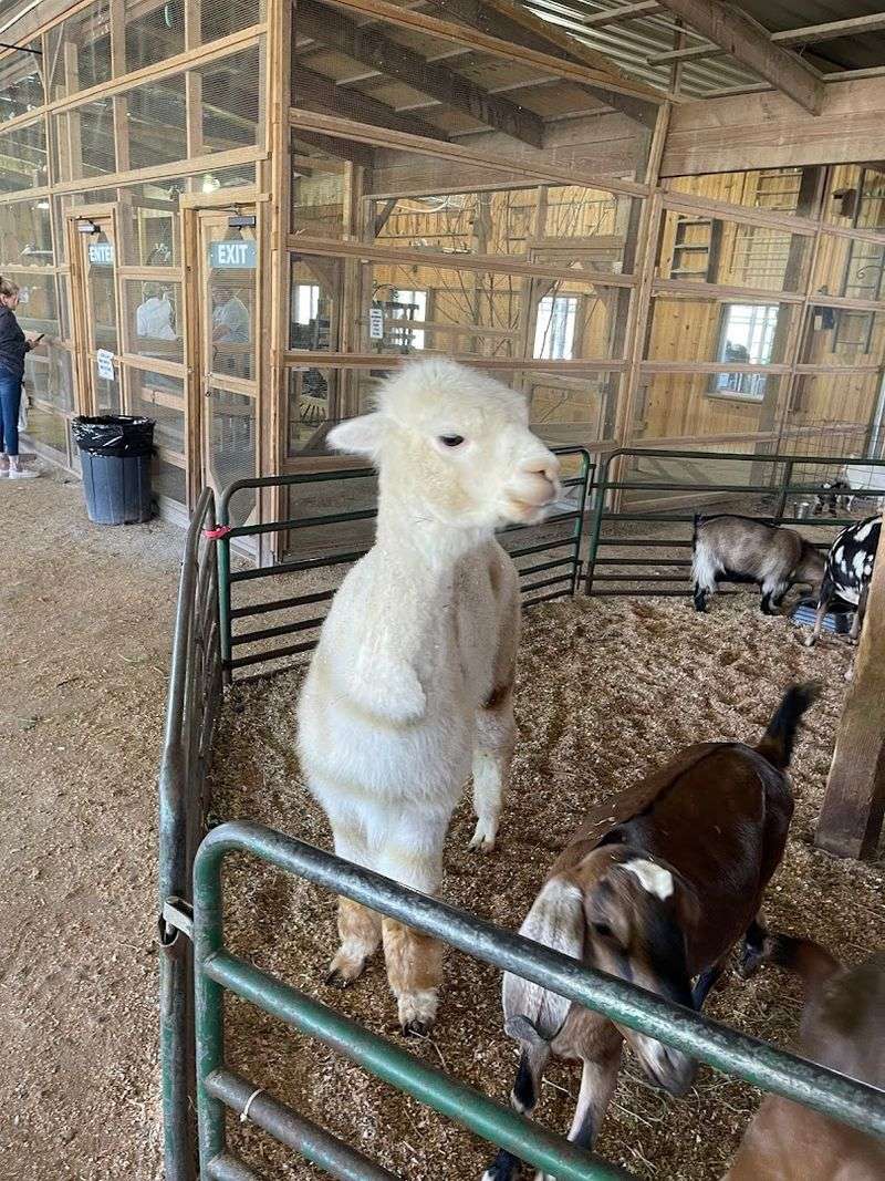 The Petting Zoo That Steals the Show The Petting Zoo That Steals the Show