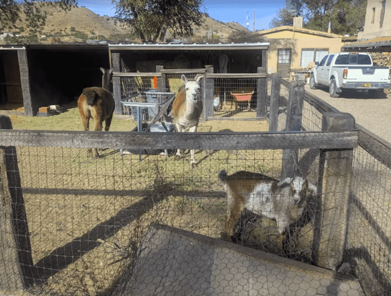 The Petting Zoo That Steals the Show