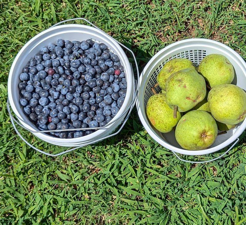 The Pick-Your-Own Experience on the Field