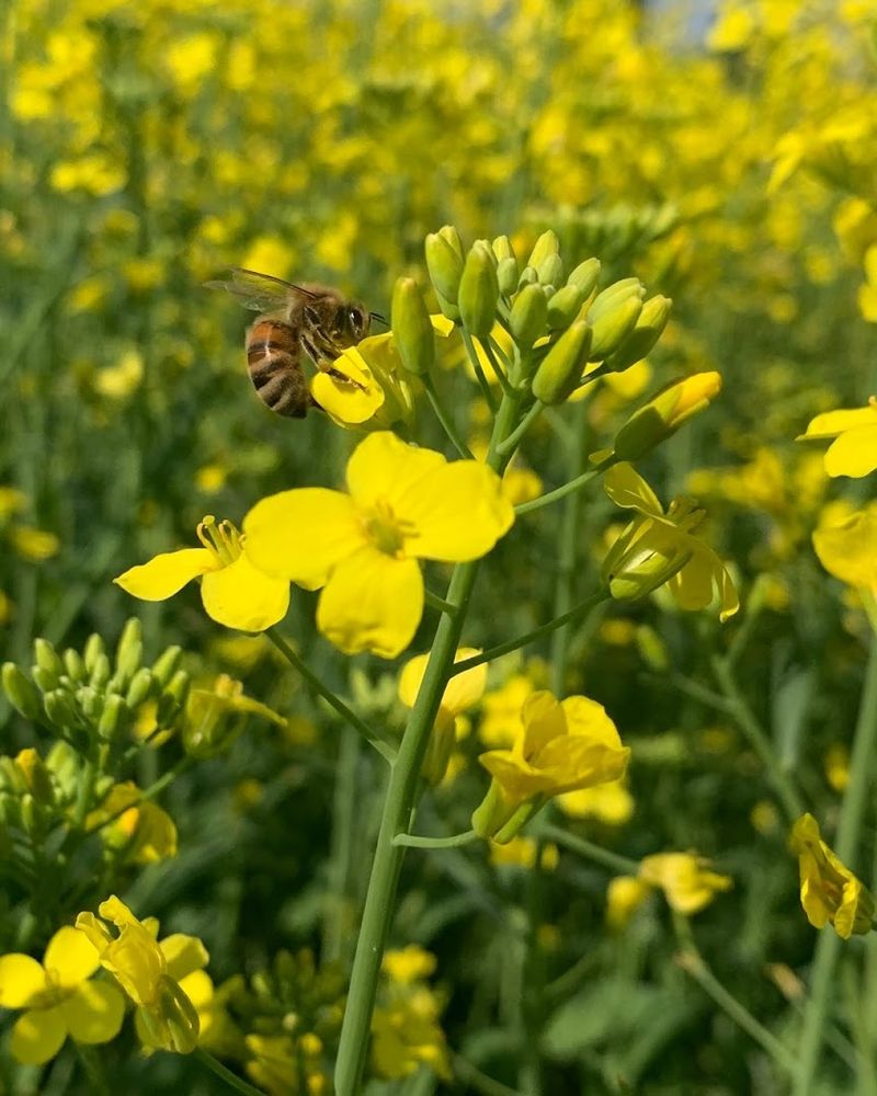 The Pollinator Garden Connection