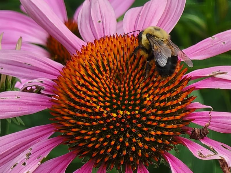 The Pollinator and Bird Garden: Three Acres of Buzzing, Fluttering Activity