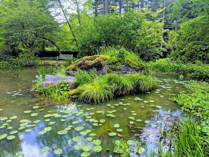The Pond Garden: Water, Wildlife, and Quiet Corners