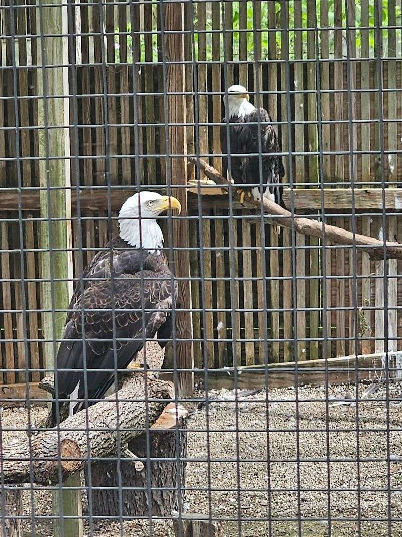 The Raptor Center