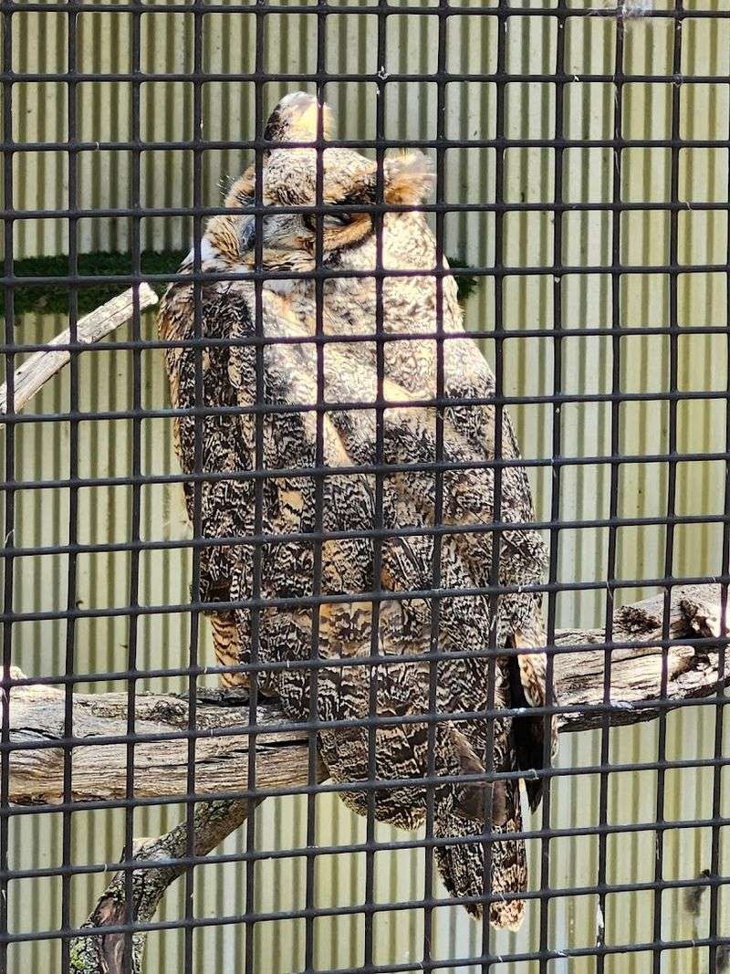 The Raptor Woodland Refuge and Its Remarkable Residents The Raptor Woodland Refuge and Its Remarkable Residents