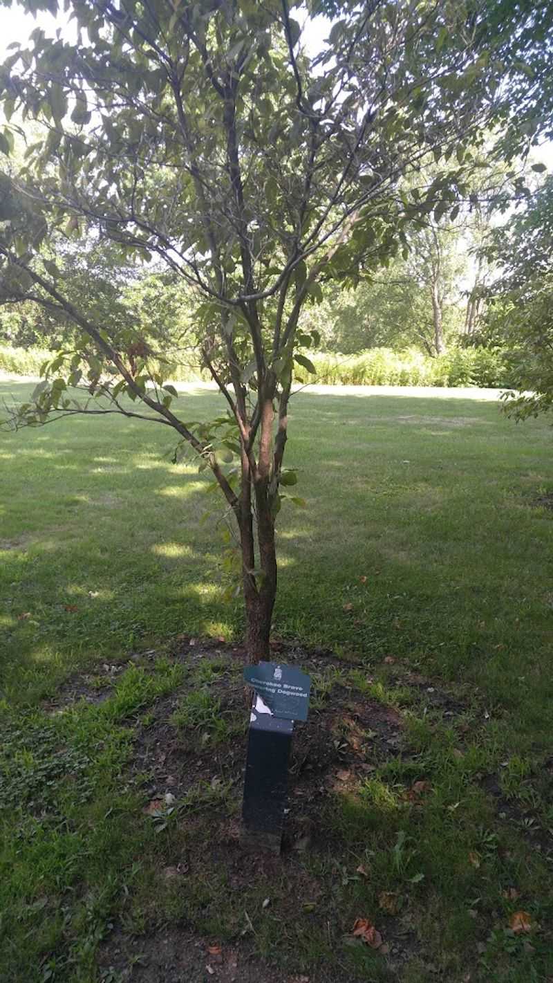 The ReLeaf Initiative and Its Goal of 275,000 Trees The ReLeaf Initiative and Its Goal of 275,000 Trees