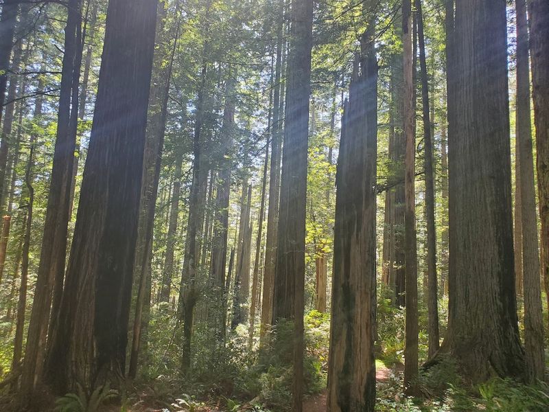 The Redwood Trees Themselves: Ancient and Overwhelming