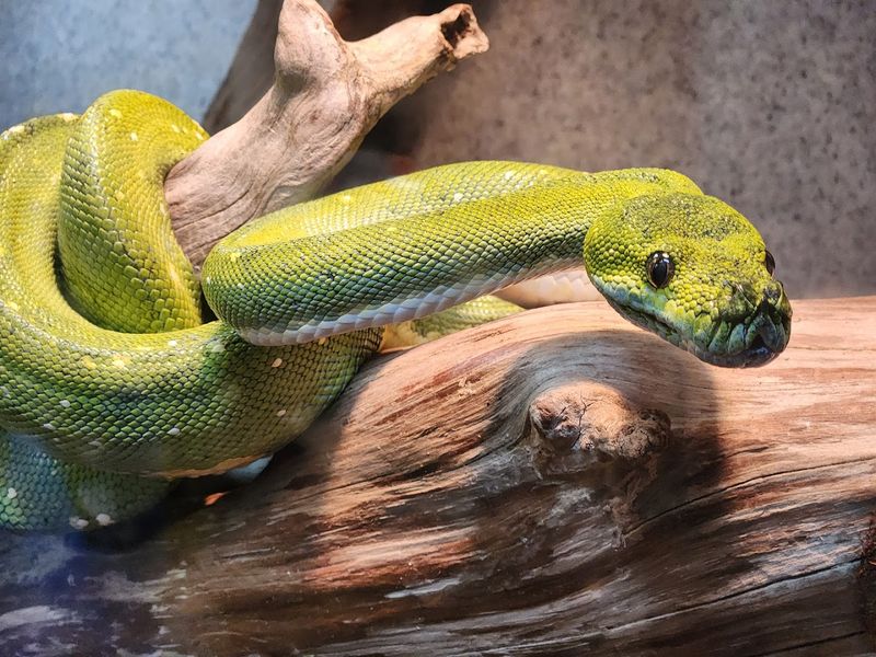 The Reptile Collection That Started It All