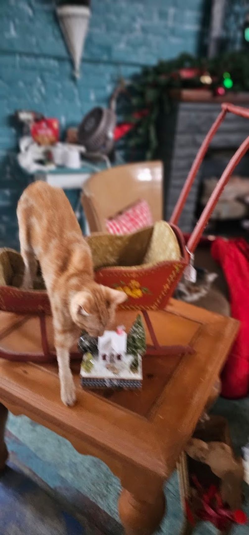 The Rescue Cats That Roam the Aisles The Rescue Cats That Roam the Aisles
