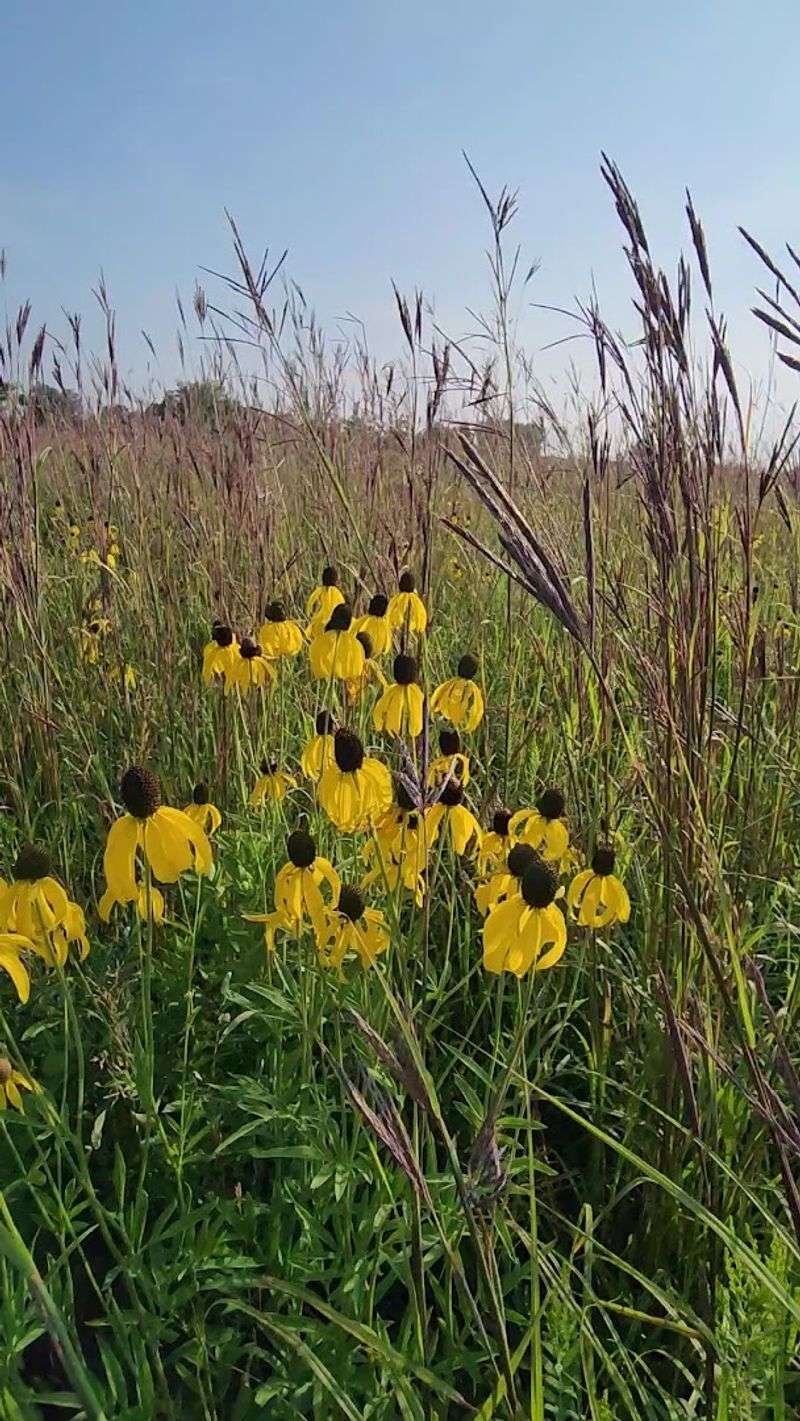 The Restored Prairie That Surrounds Every Step