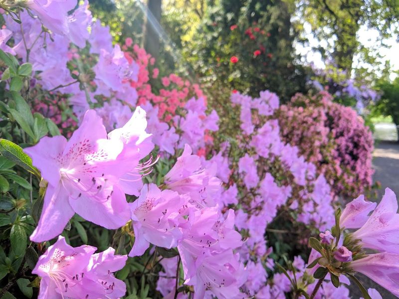 The Rhododendron Collection and What Makes It So Special The Rhododendron Collection and What Makes It So Special