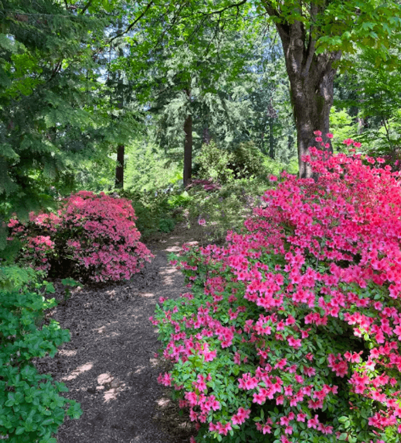 The Rhododendron Garden Next Door The Rhododendron Garden Next Door