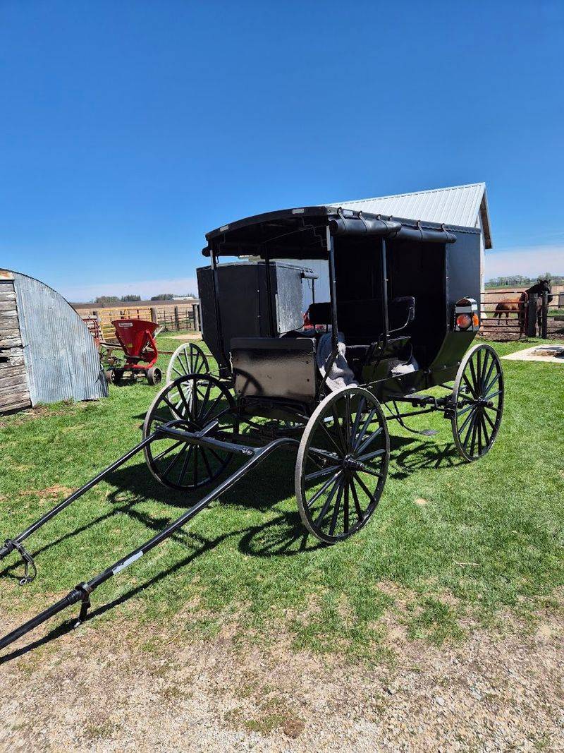 The Role of the Horse and Buggy in Daily Life The Role of the Horse and Buggy in Daily Life