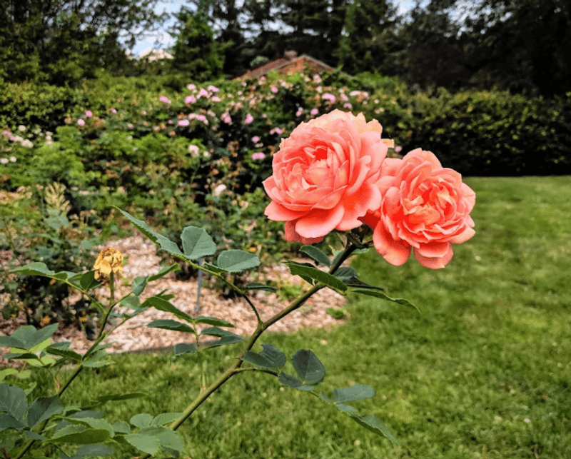 The Rose Garden: Classic Beauty With Seasonal Timing