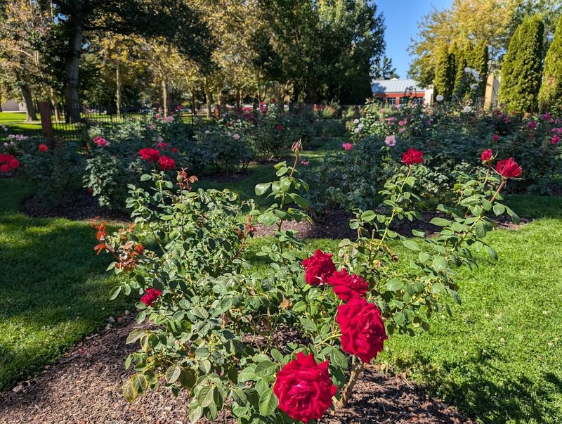 The Rose Garden That Has Been Blooming Since 1939 The Rose Garden That Has Been Blooming Since 1939