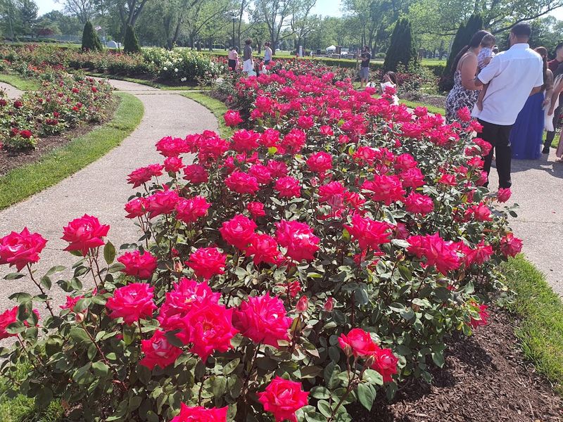 The Rose Garden That Steals the Show Every Summer