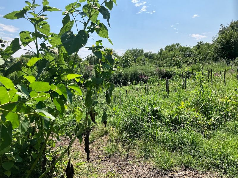 The Sankofa Community Farm and Its Remarkable Output