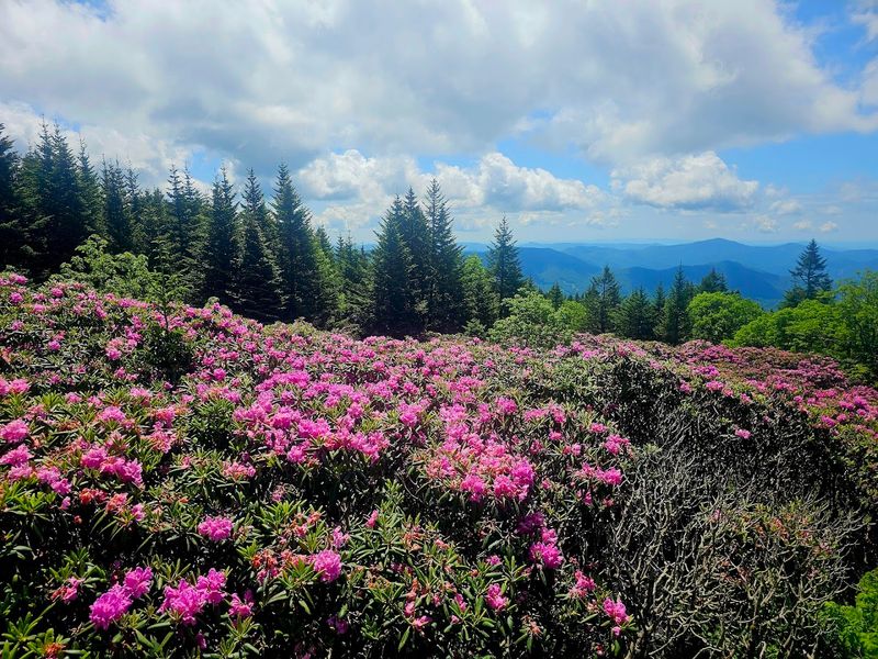 The Scale of It: World's Largest Natural Rhododendron Garden The Scale of It: World's Largest Natural Rhododendron Garden