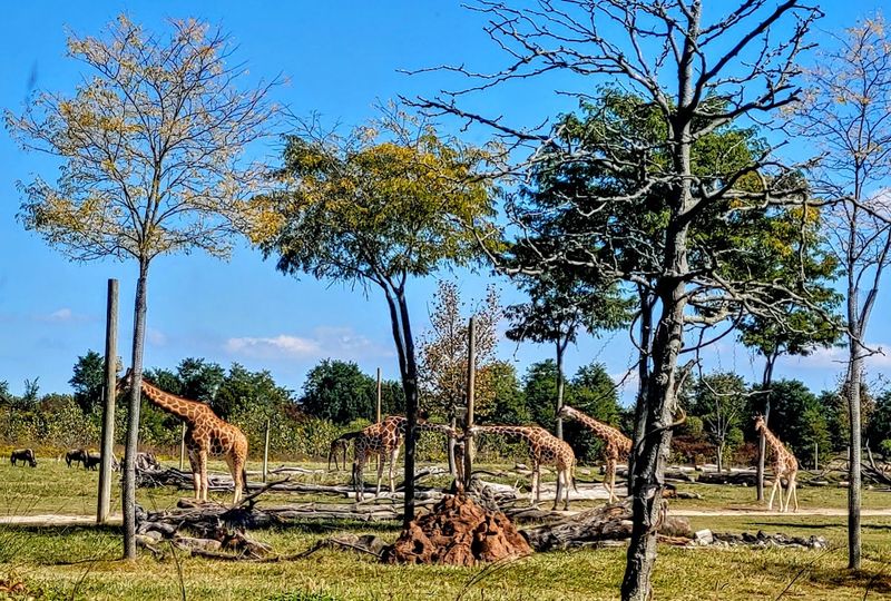 The Scale of the Savanna Will Surprise You The Scale of the Savanna Will Surprise You