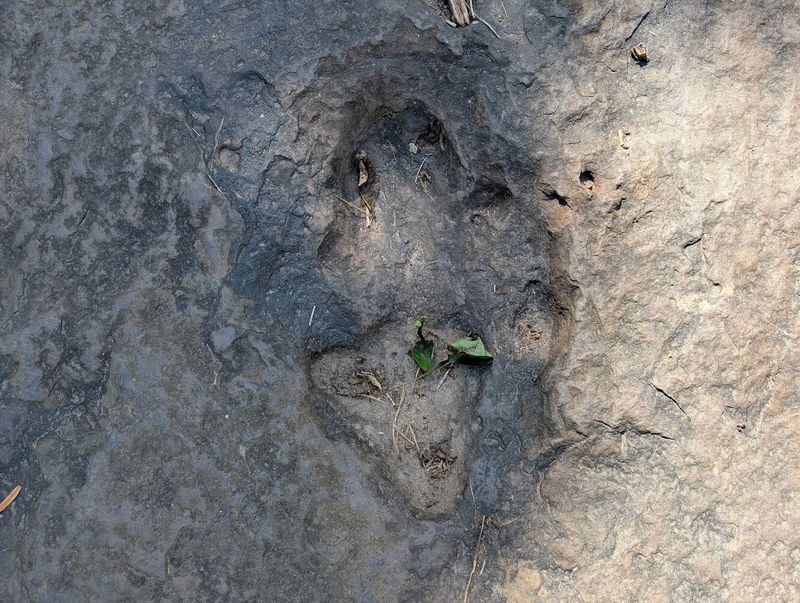 The Science Behind the First Described Tracks in North America The Science Behind the First Described Tracks in North America
