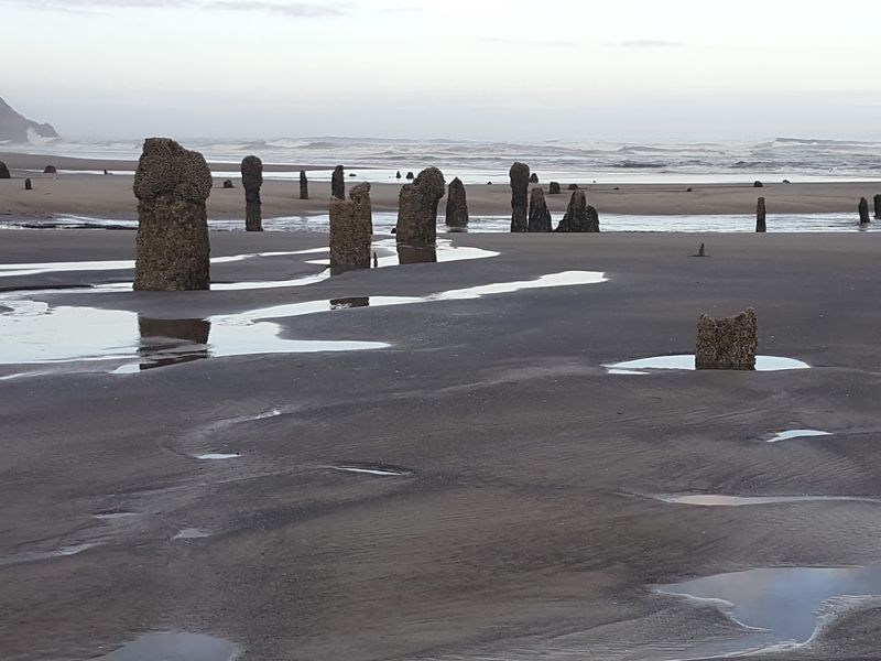 The Science Behind the Preserved Stumps The Science Behind the Preserved Stumps