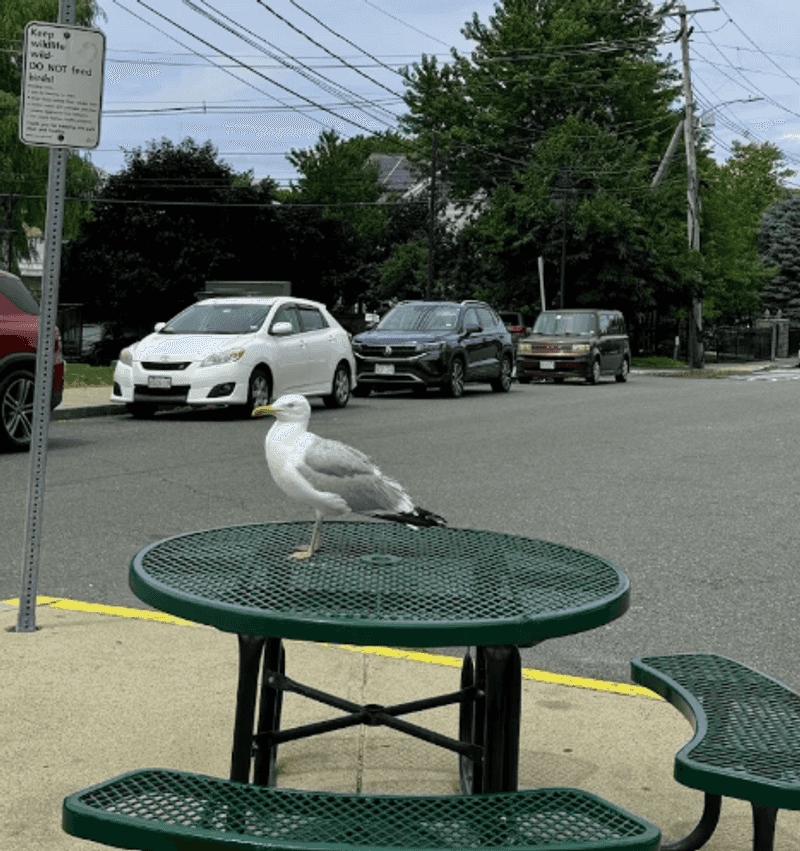 The Seagull Factor and Other Beach Realities The Seagull Factor and Other Beach Realities