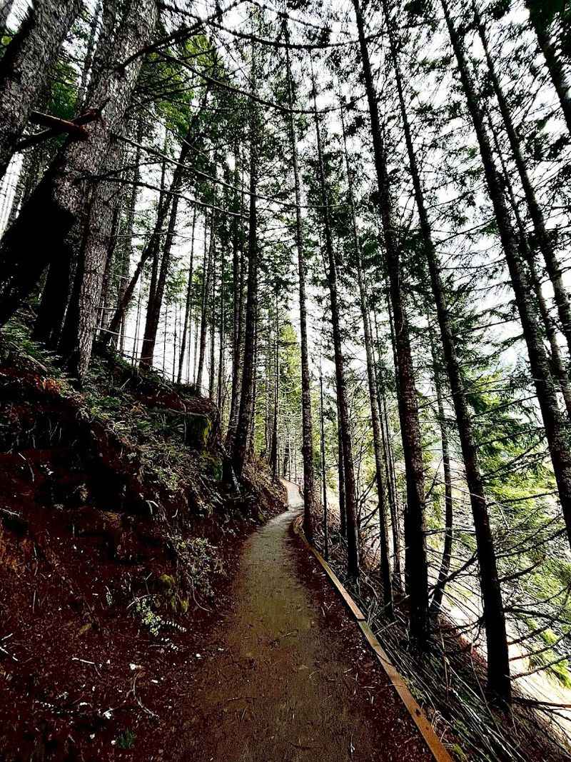 The Short but Rewarding Trail Through the Forest The Short but Rewarding Trail Through the Forest