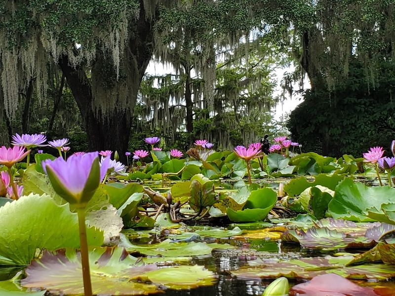 The Silent City Tour and Plantation History