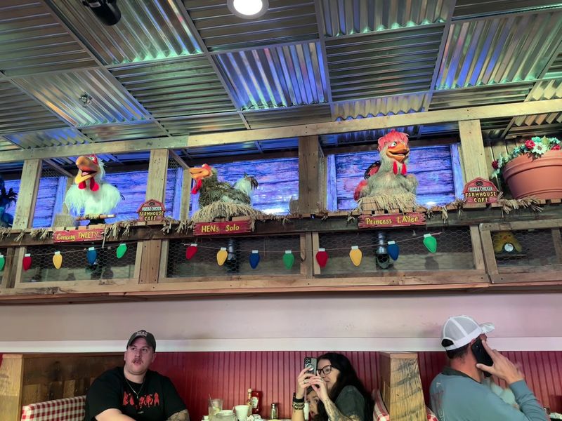 The Singing Chicken Show That Steals The Spotlight