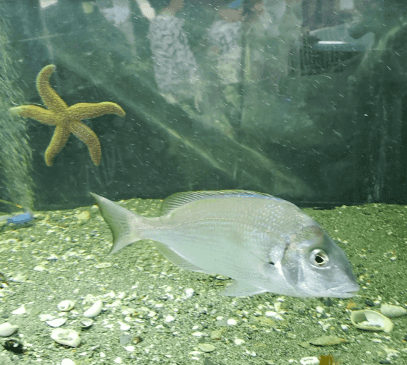 The Small Aquarium That Surprises Everyone