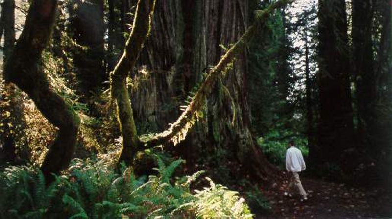 The Sounds and Silence of the Forest