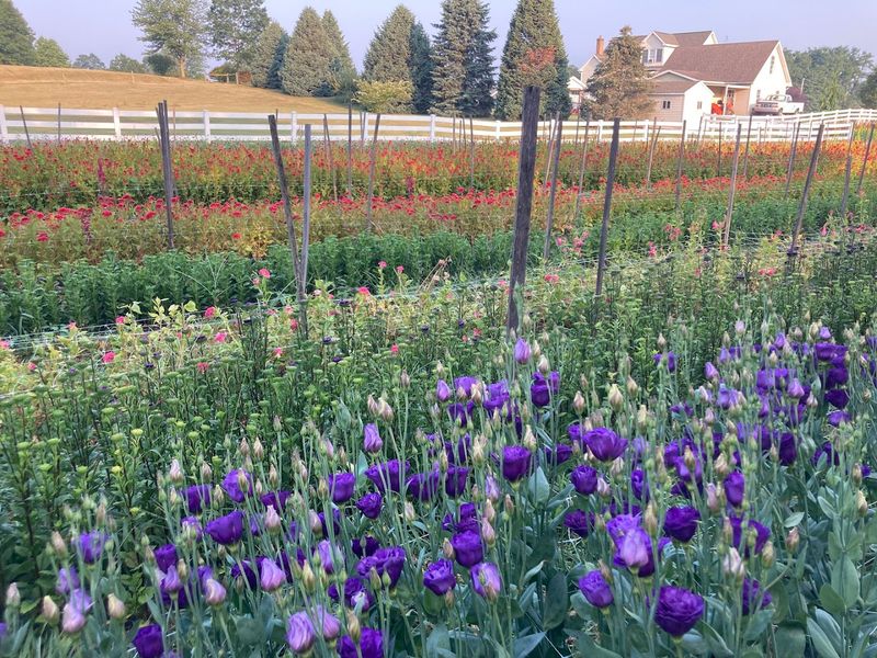 The Story Behind the Farm