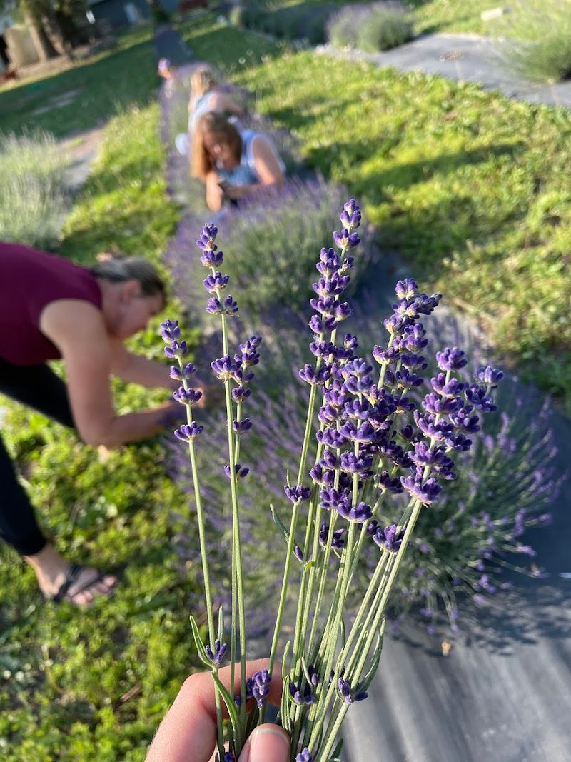 The Story Behind the Lavender